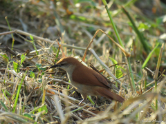 Certhiaxis cinnamomeus