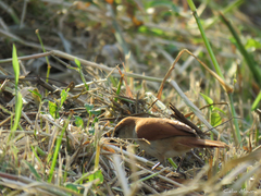 Certhiaxis cinnamomeus