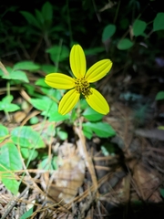 Asteraceae