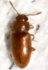 Cryptophilus