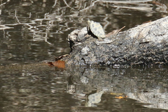 Graptemys pearlensis