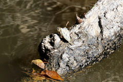 Graptemys pearlensis