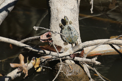 Graptemys pearlensis