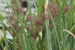 Cyperus latifolius