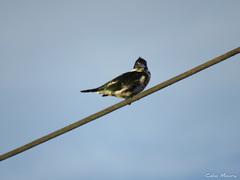 Chloroceryle amazona