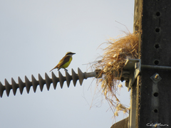 Pitangus sulphuratus