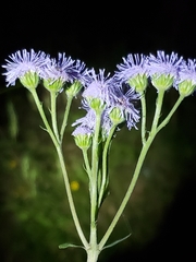 Eupatorieae