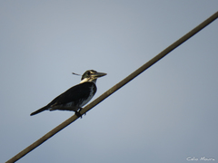 Chloroceryle amazona