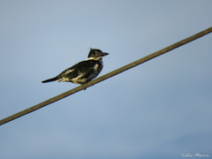 Chloroceryle amazona