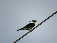 Chloroceryle amazona