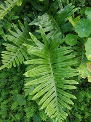 Polypodium macaronesicum azoricum