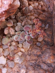 Crassula sericea