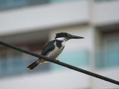Chloroceryle amazona