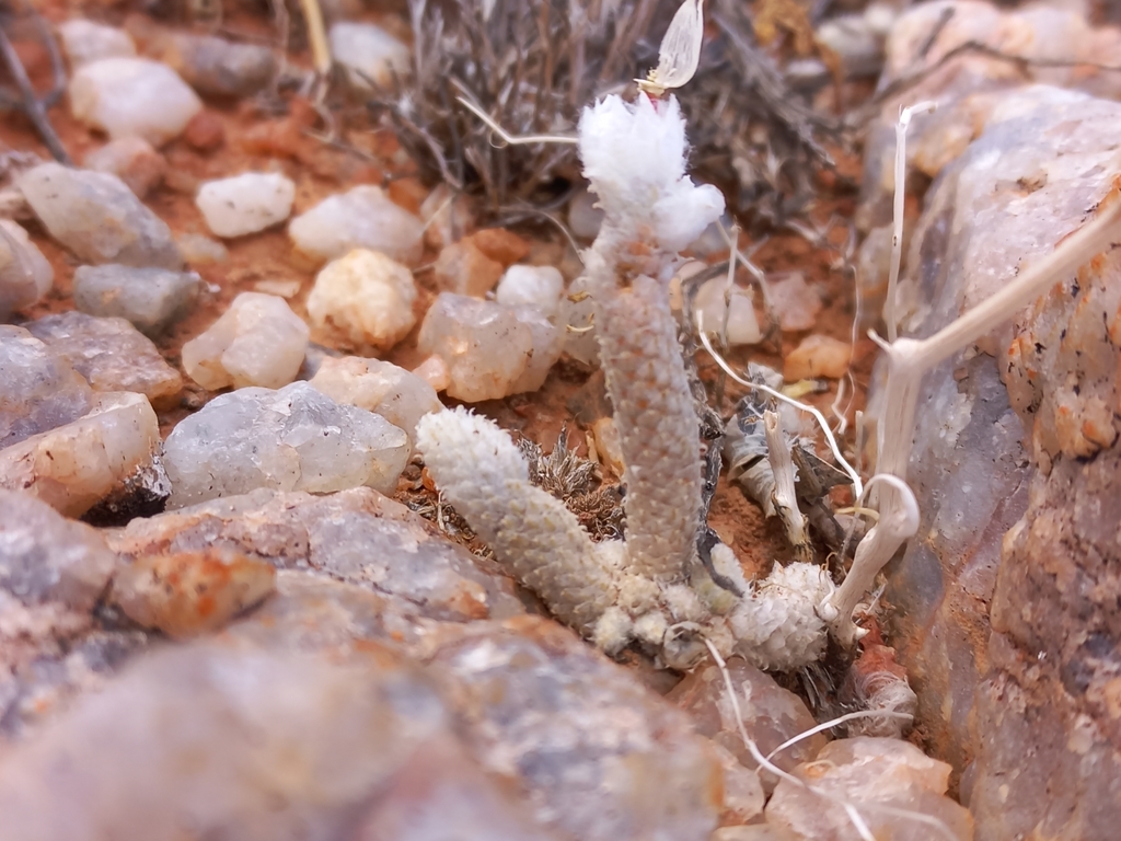 Anacampseros ruschii
