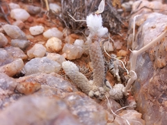 Anacampseros ruschii