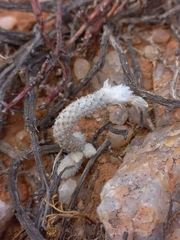 Anacampseros ruschii