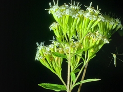 Stevia subpubescens