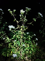 Stevia subpubescens