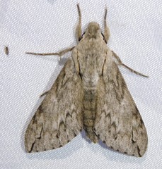 Oligographa juniperi