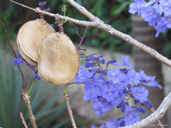 Jacaranda brasiliana
