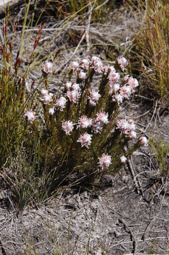Image of Serruria rostellaris by (c) Tony Rebelo, some rights reserved (CC BY-SA)
