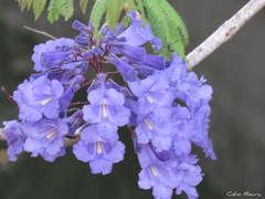 Jacaranda brasiliana
