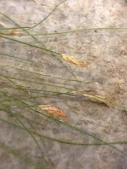 Eleocharis acicularis