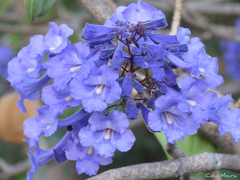 Jacaranda brasiliana