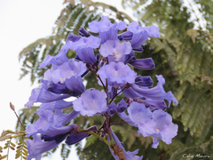Jacaranda brasiliana