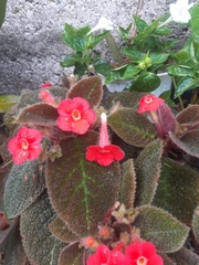 Episcia cupreata