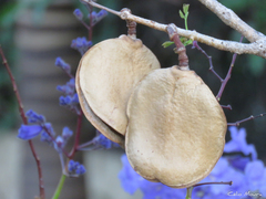 Jacaranda brasiliana
