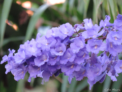 Jacaranda brasiliana