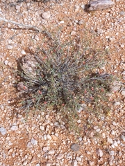 Indigofera heterotricha