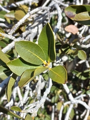Ficus ilicina