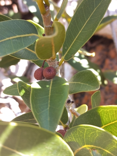 Image of Ficus ilicina by (c) Brian du Preez, some rights reserved (CC BY-SA)