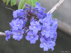 Jacaranda brasiliana