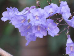Jacaranda brasiliana