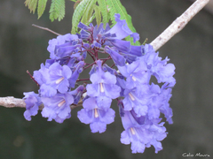 Jacaranda brasiliana