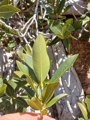 Ficus ilicina