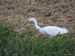 Egretta thula