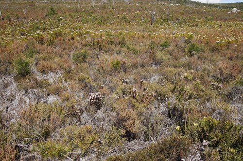 Image of Serruria rostellaris by (c) Tony Rebelo, some rights reserved (CC BY-SA)