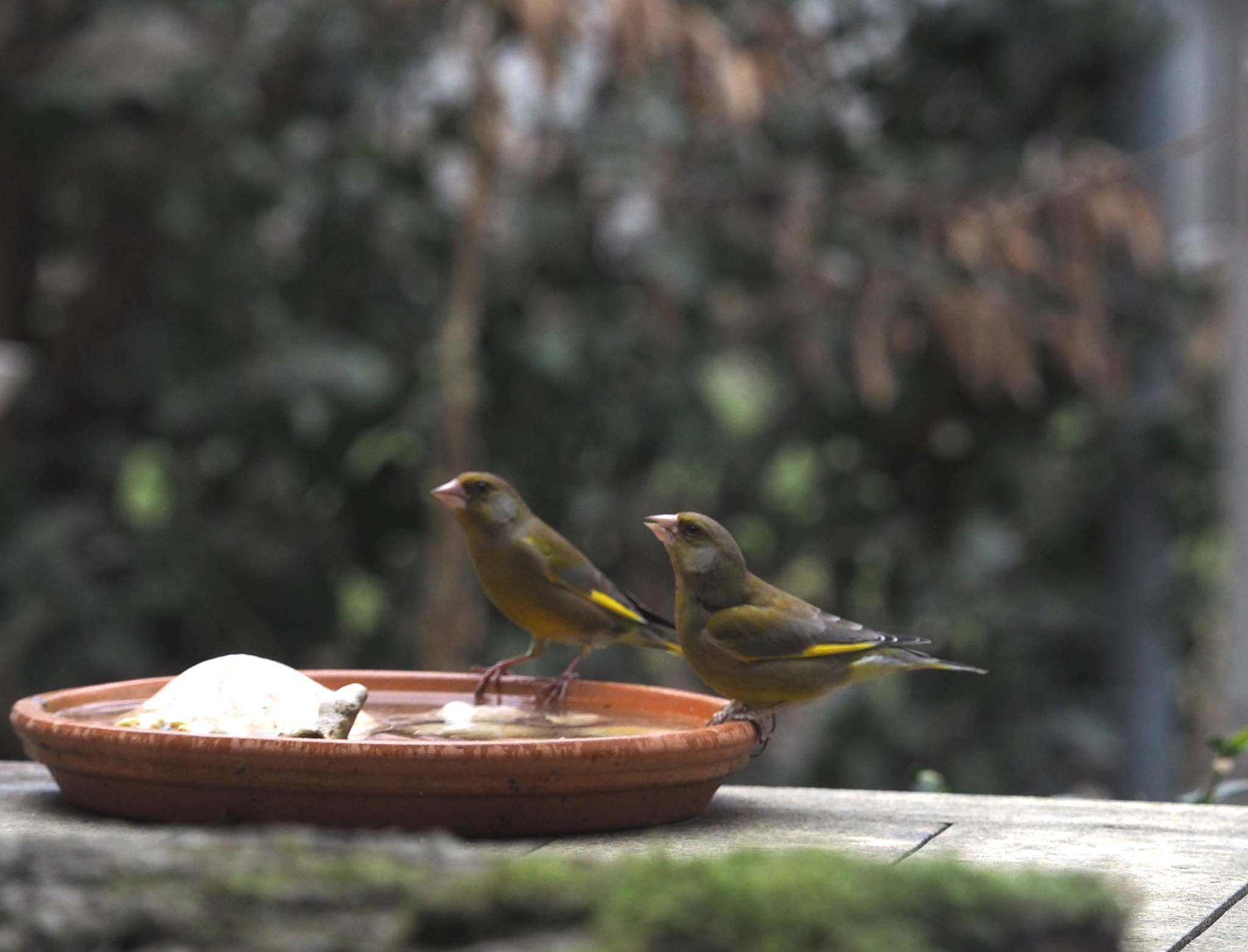 European Greenfinch