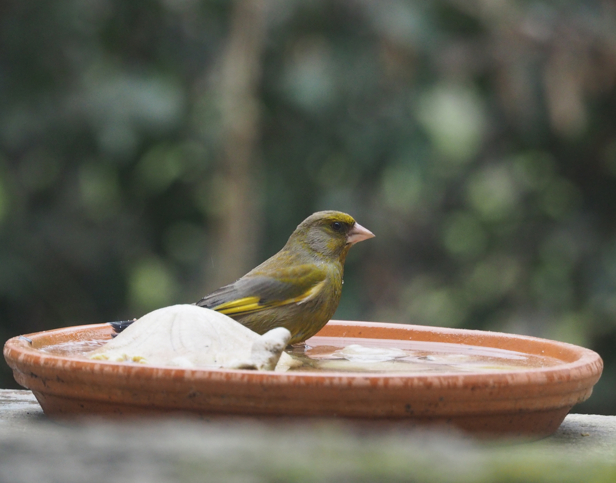 European Greenfinch