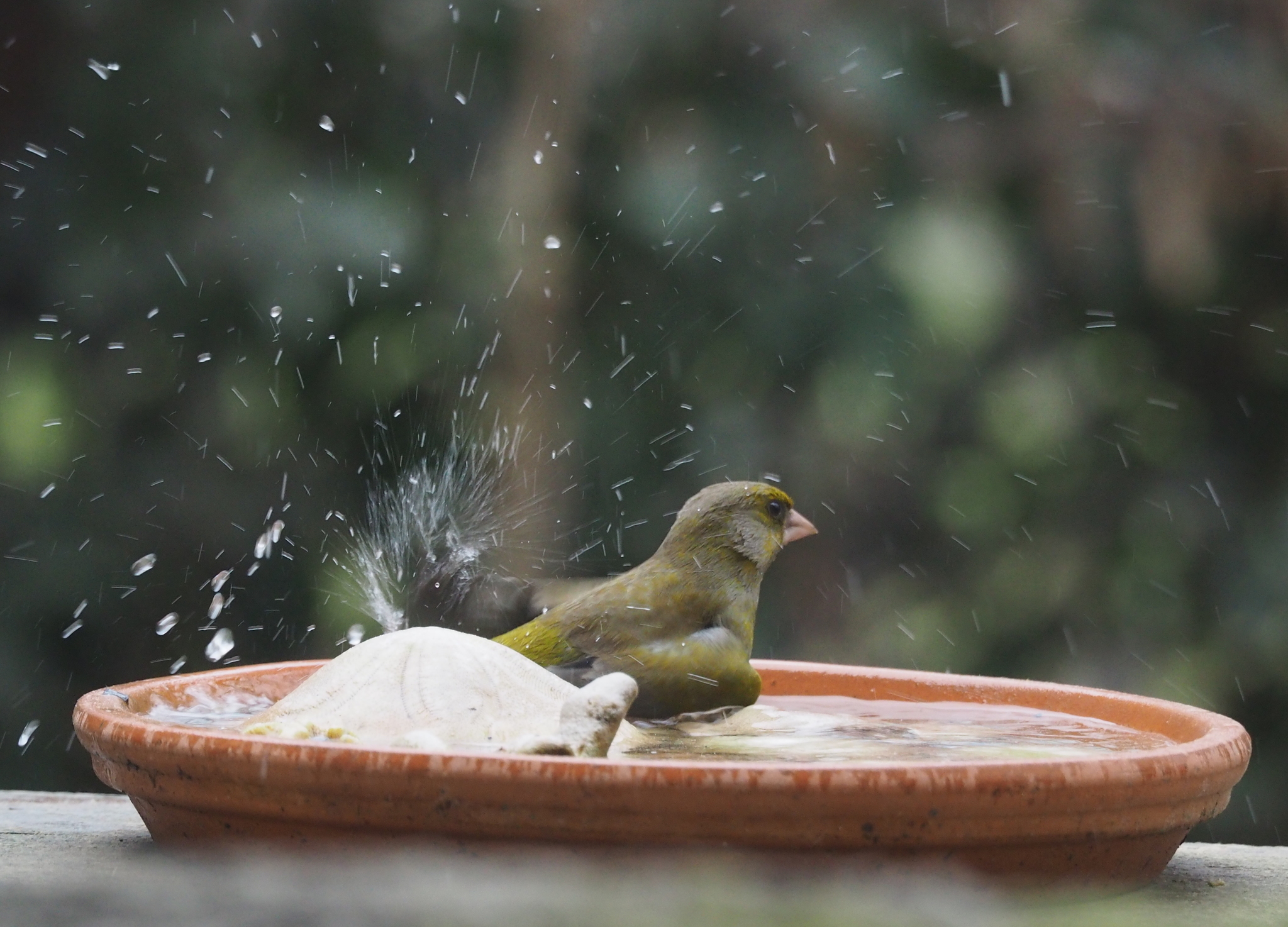 European Greenfinch