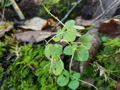 Peperomia hispiduliformis