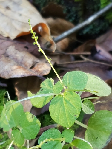 Peperomia hispiduliformis