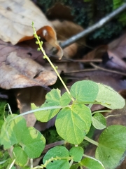 Peperomia hispiduliformis