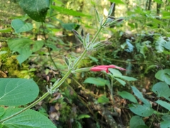 Salvia longistyla