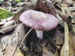 Russula