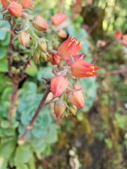 Echeveria